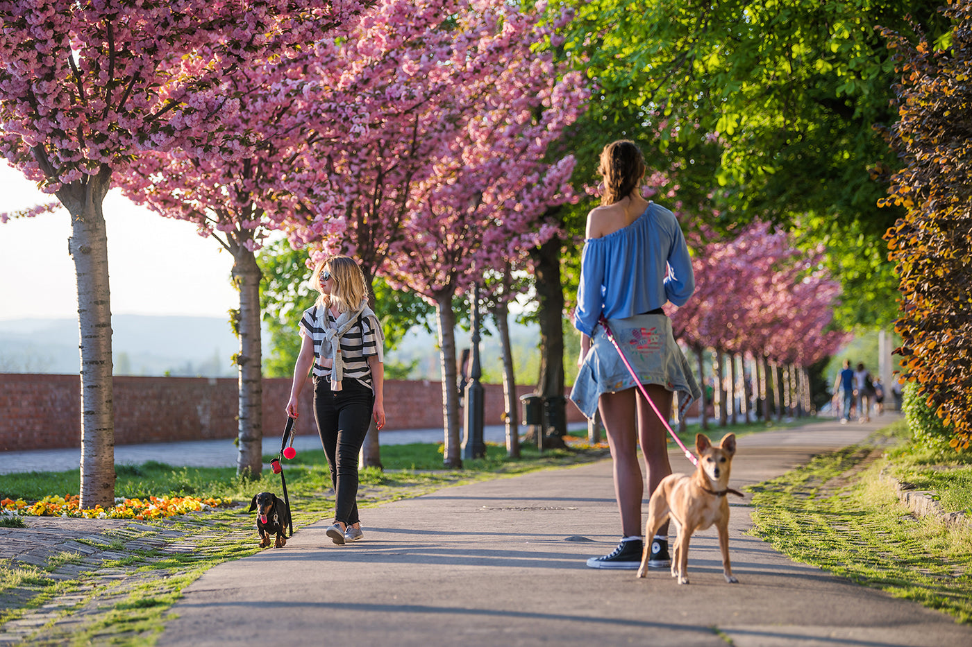 Dog walking on the Tóth Árpád promenade #307