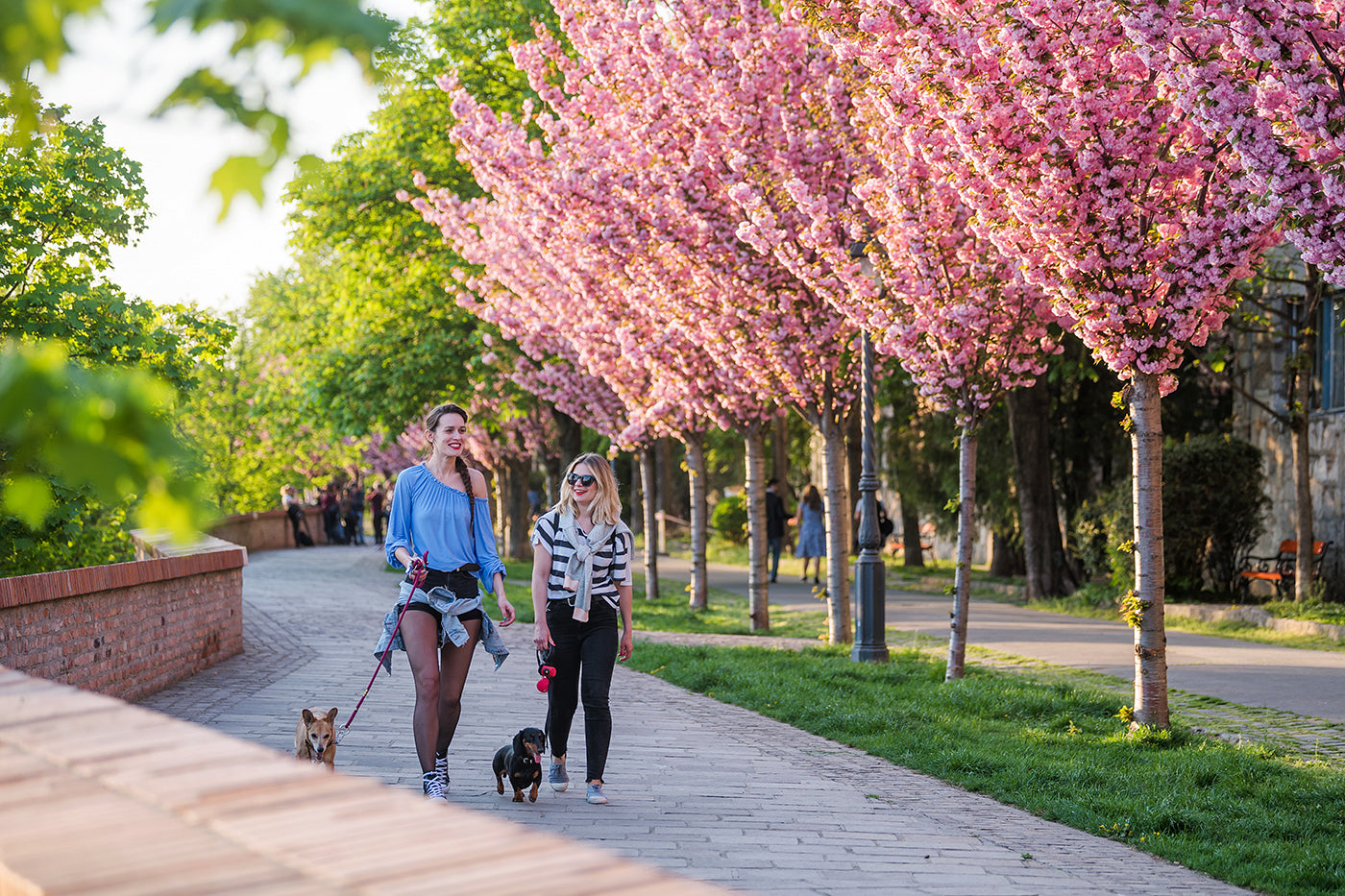 Dog walking on the Tóth Árpád promenade #308
