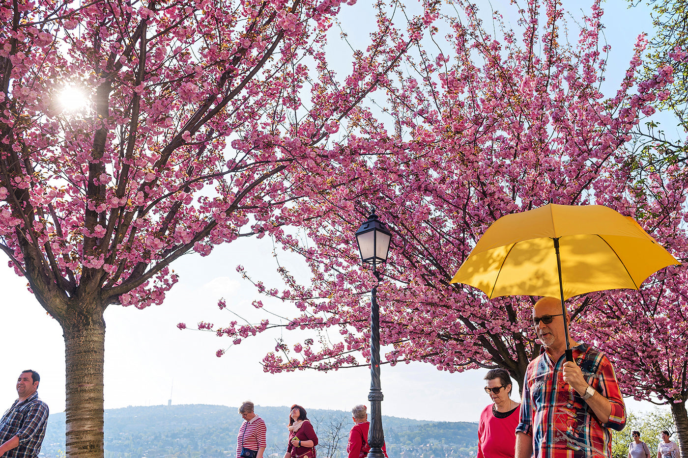 Árpád Tóth Promenade in Spring #315