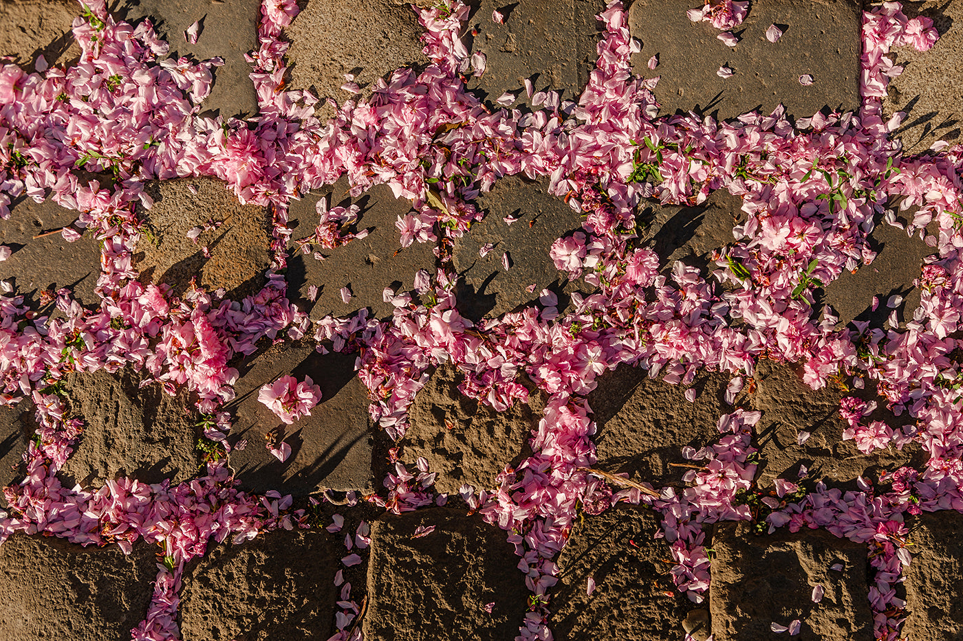 Flowers on the cobblestones of the Tóth Árpád promenade #318