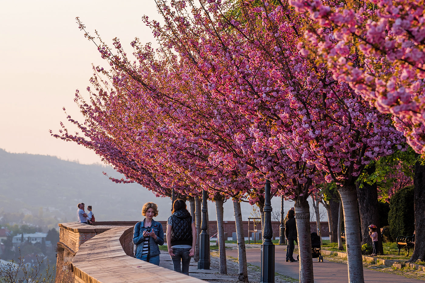 Árpád Tóth Promenade in Spring #322