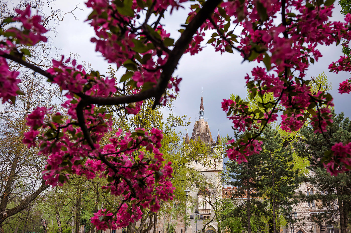 Vajdahunyad Castle in spring #347