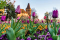 Vajdahunyad Castle in spring #383