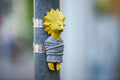 Street art a Jászai Mari térnél #431