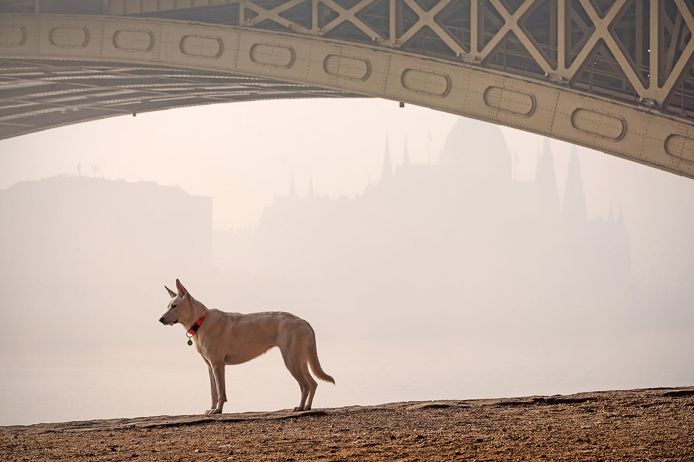 Dog on Margaret Island #560