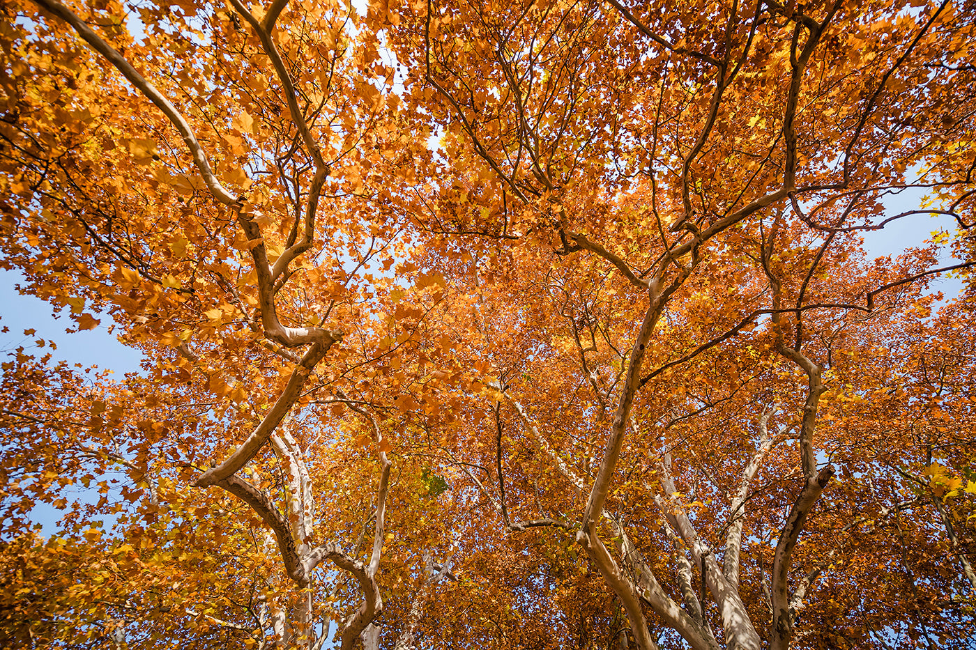 Autumn foliage on Margaret Island #569