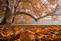 Autumn leaves on Margaret Island #570