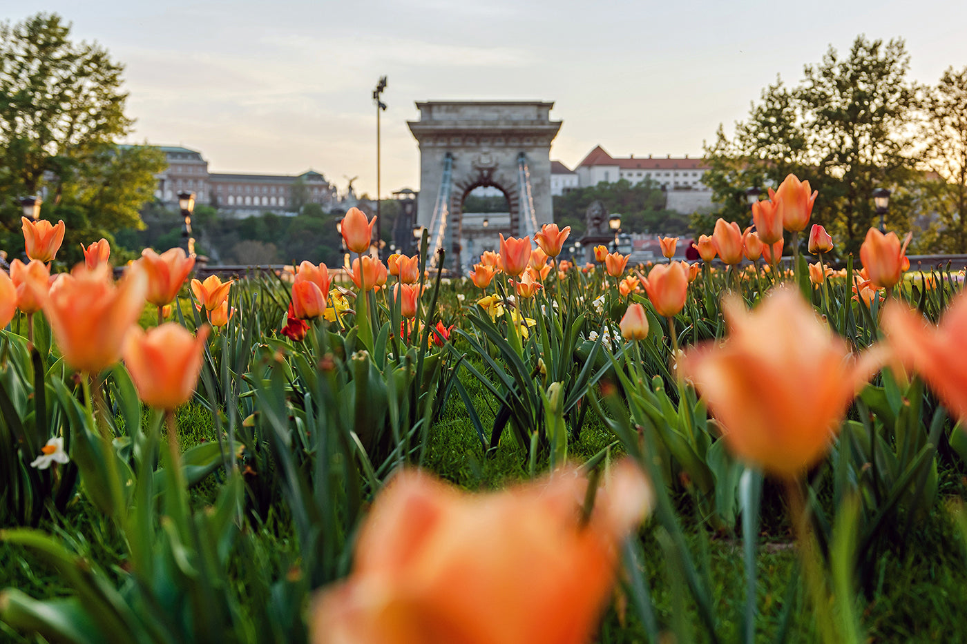Lánchíd a Széchenyi tér felől tavasszal #594