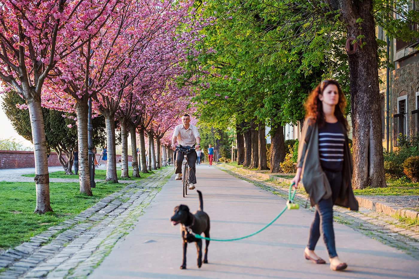Árpád Tóth Promenade in Spring #747