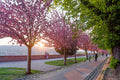 Árpád Tóth Promenade in Spring #748