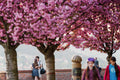 Árpád Tóth Promenade in Spring #749