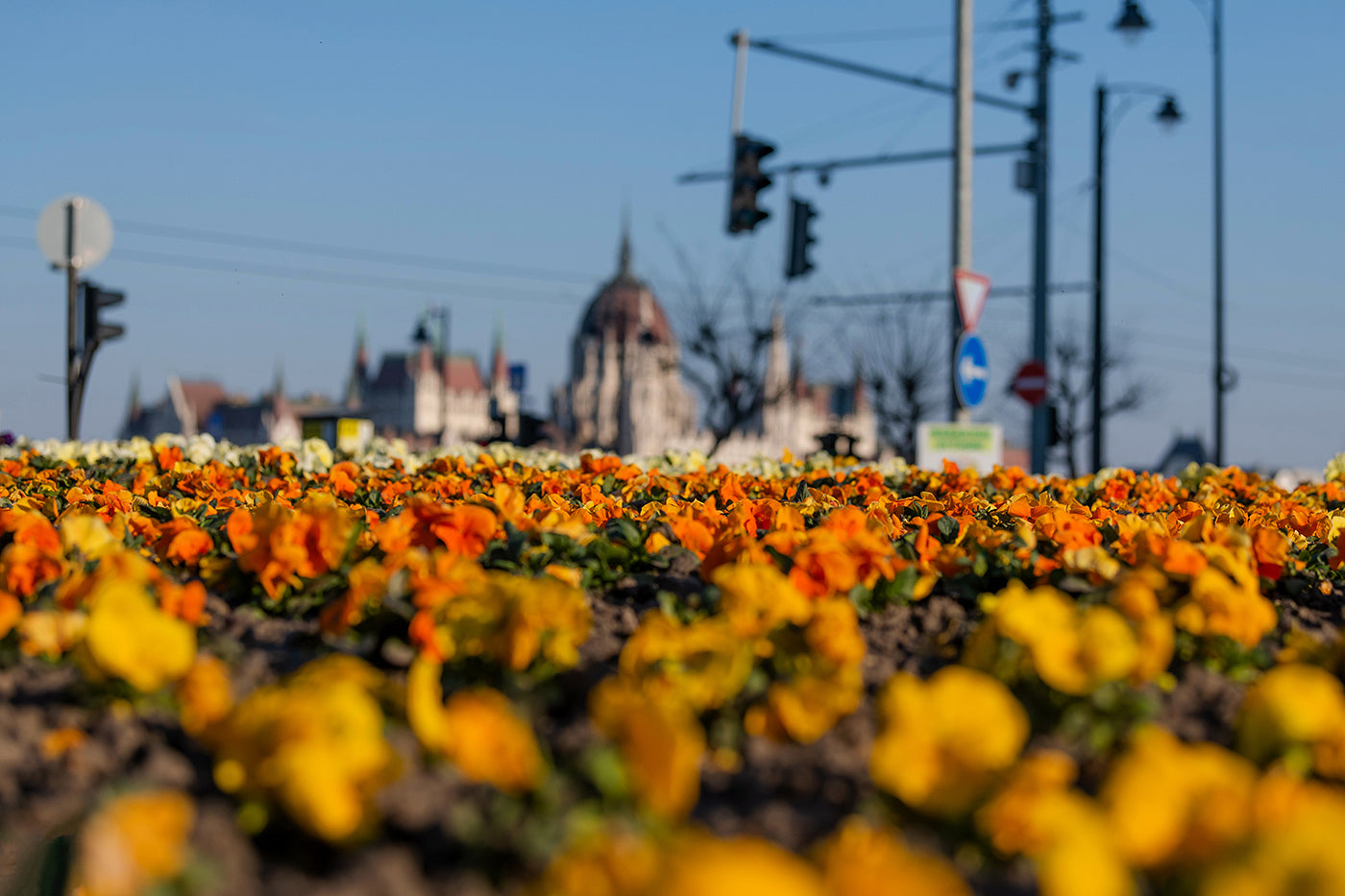 Parliament in spring from Bem József Square #899