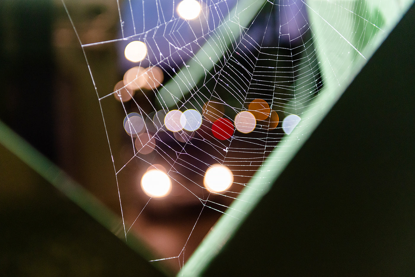 Spider web on Liberty Bridge #1124