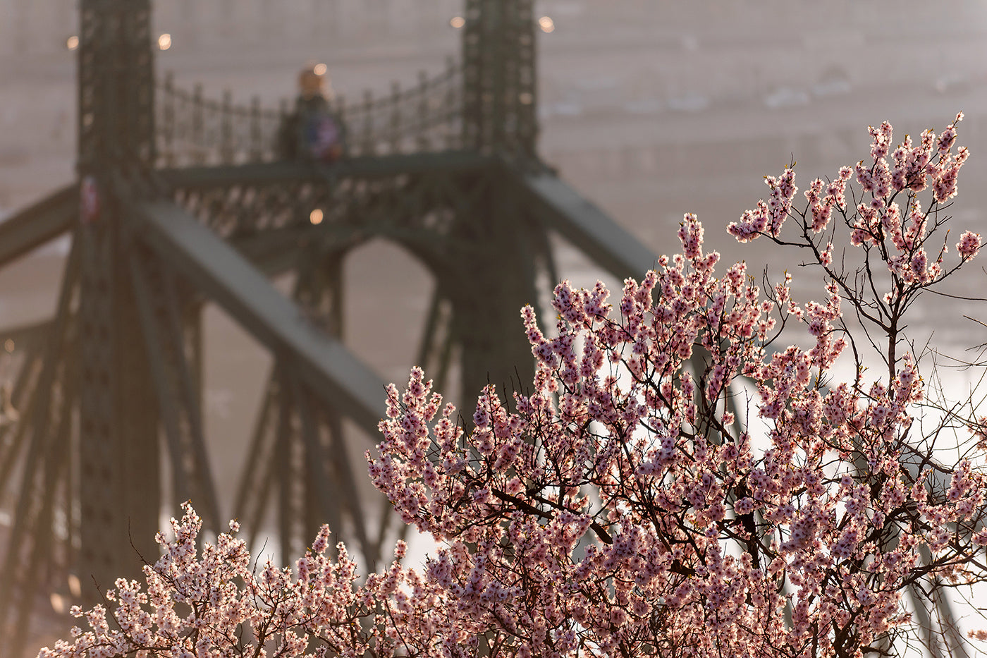 Liberty Bridge in spring from Gellért Hill #1168