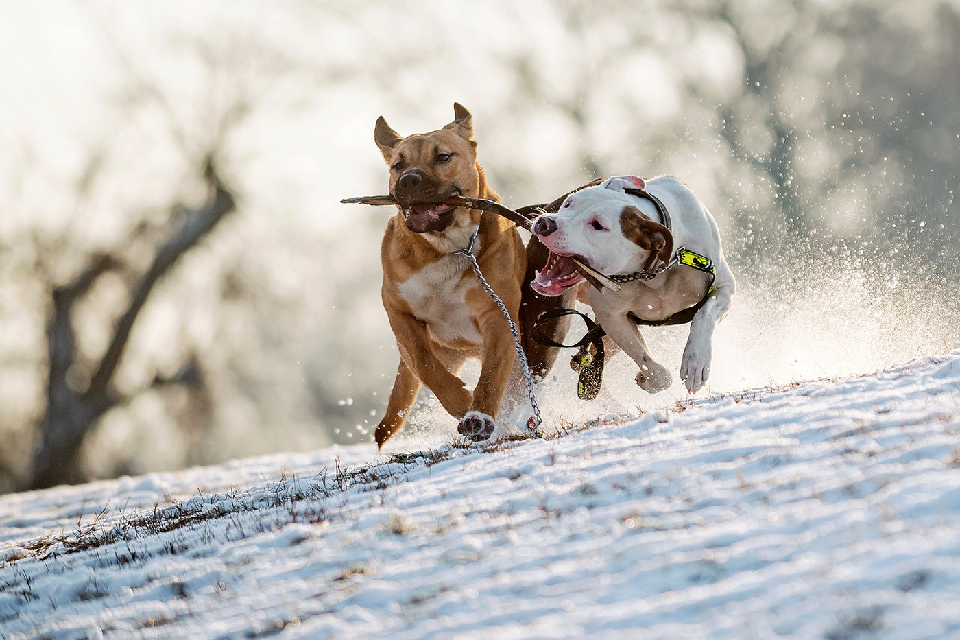 Dogs running in the snowy City Park #1204