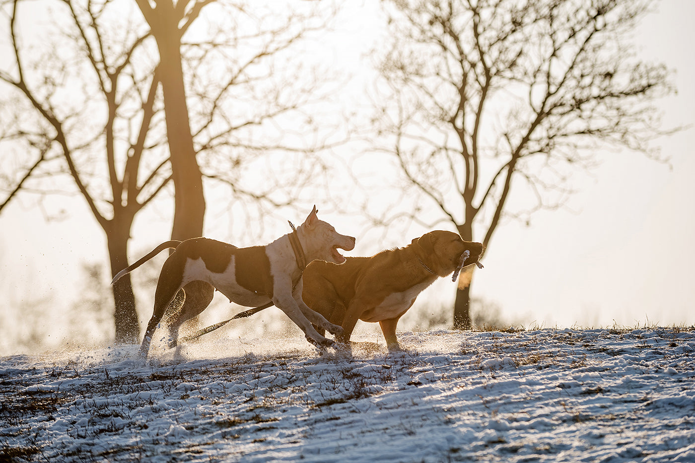 Dogs running in the snowy City Park #1206