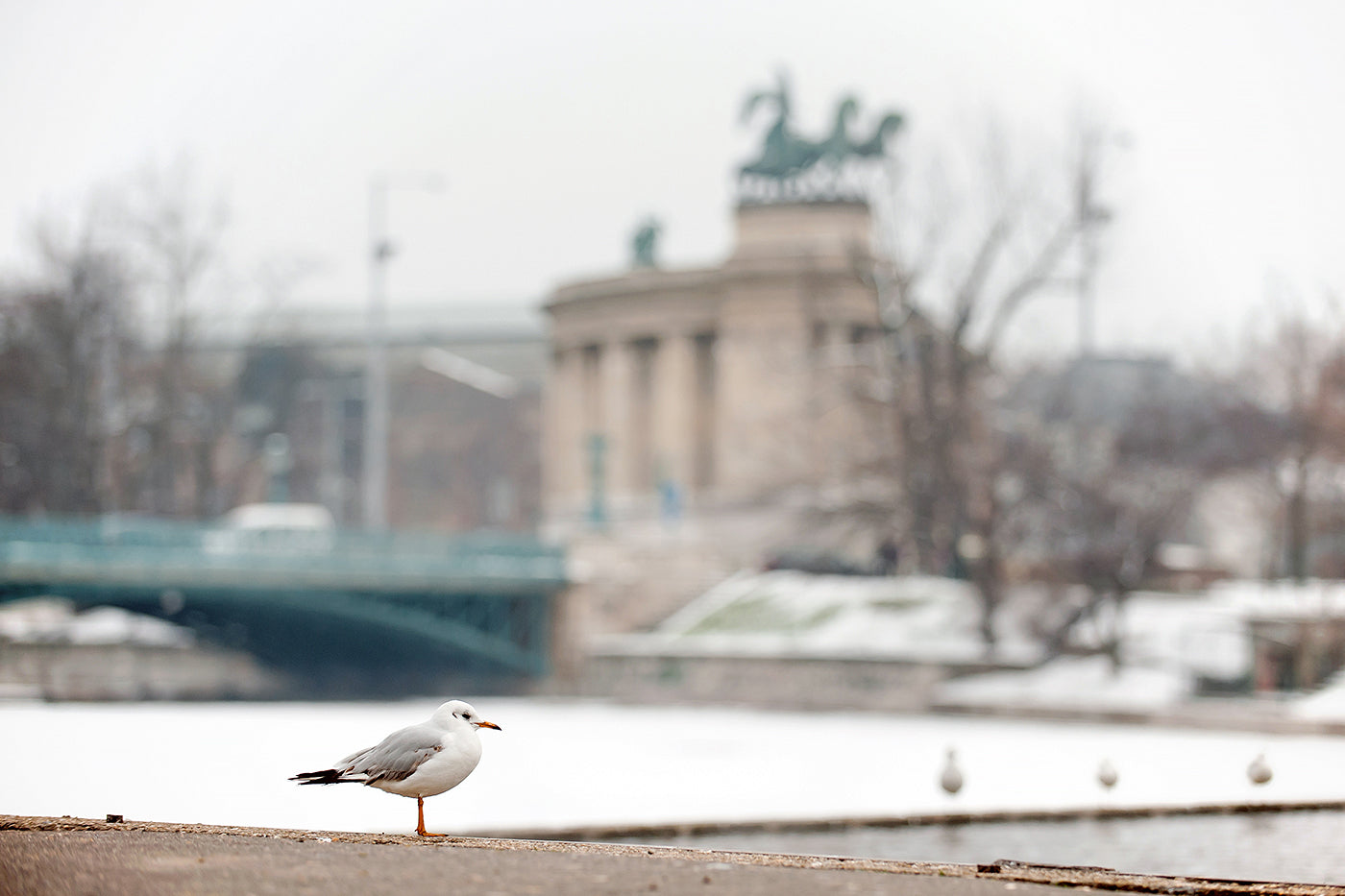 Seagull in the snowy City Park #1230