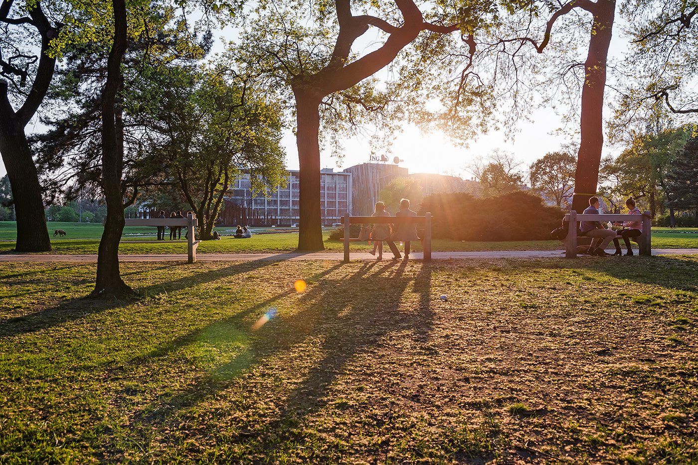Afternoon lights in the City Park #1248