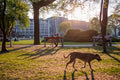 Afternoon lights in the City Park #1249