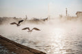 Seagulls at the City Park Lake in winter #1268