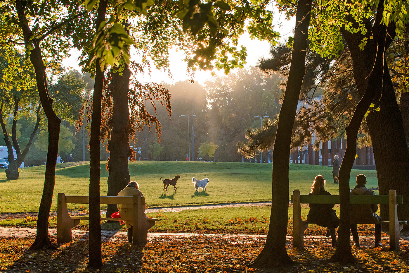 Afternoon lights in the City Park in autumn #1287