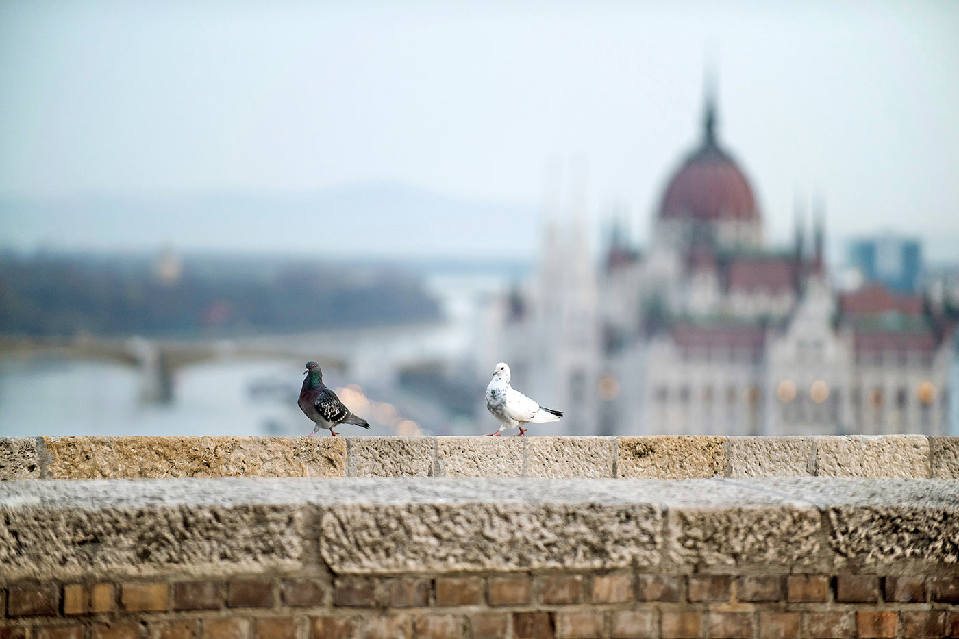 Pigeons in Buda Castle #1326