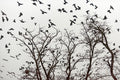Budapest – Birds | Fine Art Giclée Photo Print and Wall Art