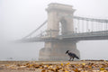 Crow at the foggy Chain Bridge #1630