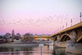 Birds at Margaret Bridge #2129
