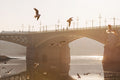 Seagulls at Margaret Bridge #2154