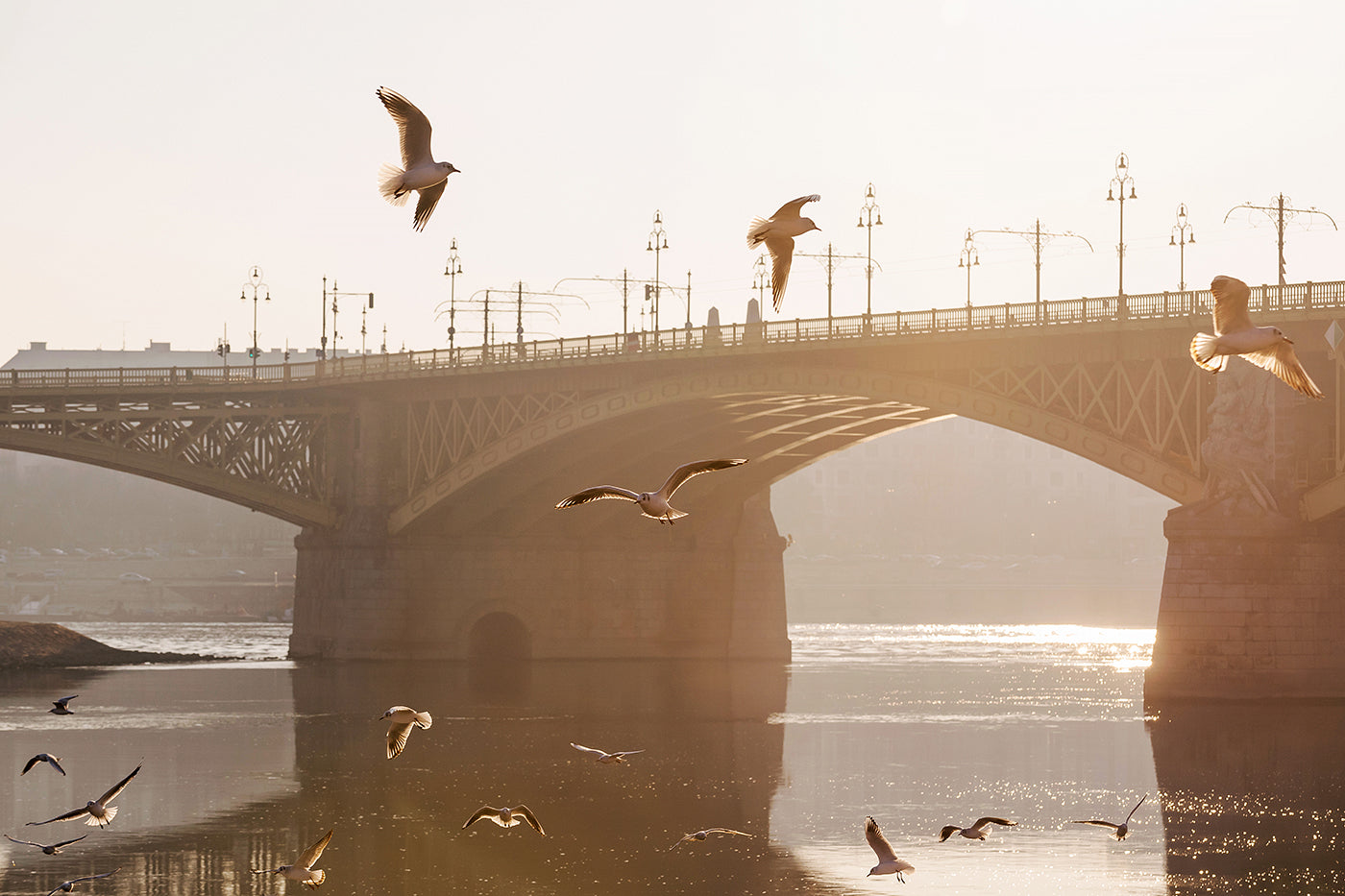 Seagulls at Margaret Bridge #2154