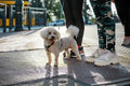 Dog at Margaret Bridge #2177
