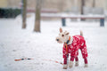 Dog on the snowy March 15th Square #2199