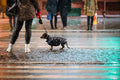 Dachshund in snowfall at Széll Kálmán Square #2245