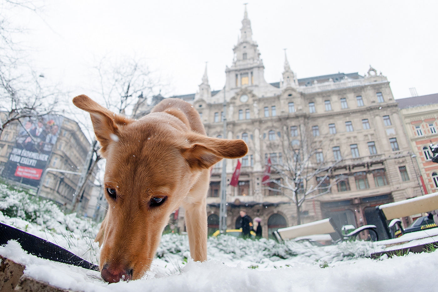 Dog in the snow in front of the New York Palace #2255