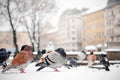 Pigeons on the Blaha #2256