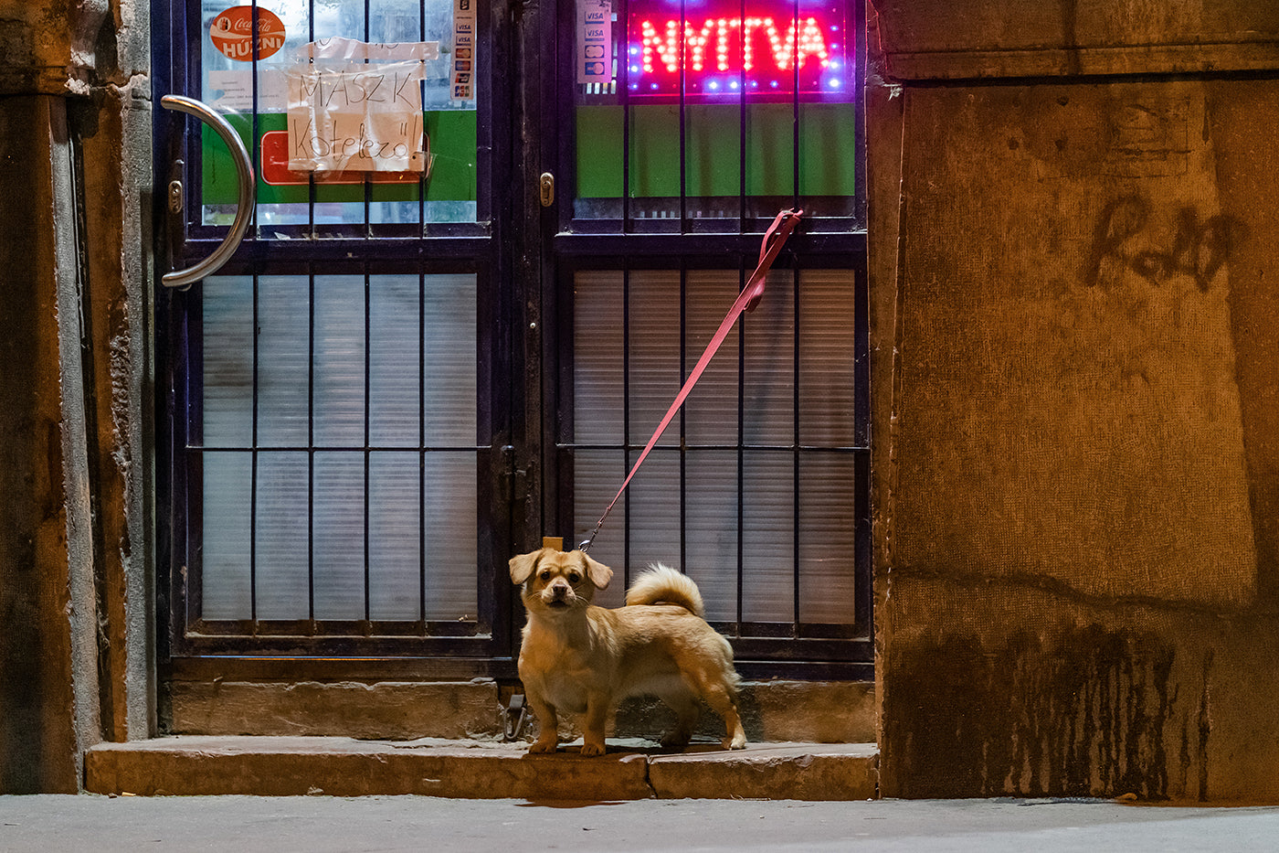 Dog waiting for his owner #2457