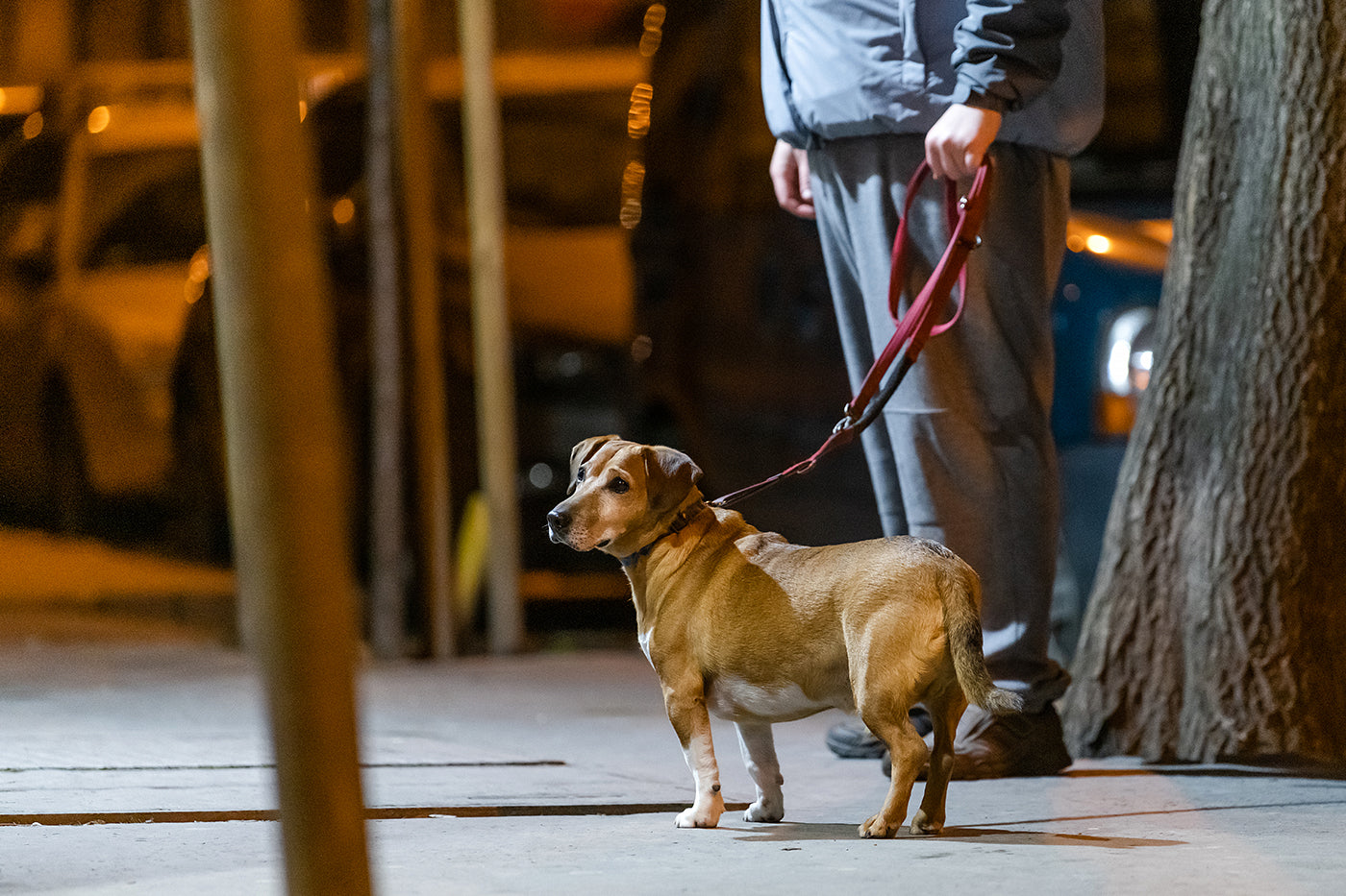 Dog on József Street #2458