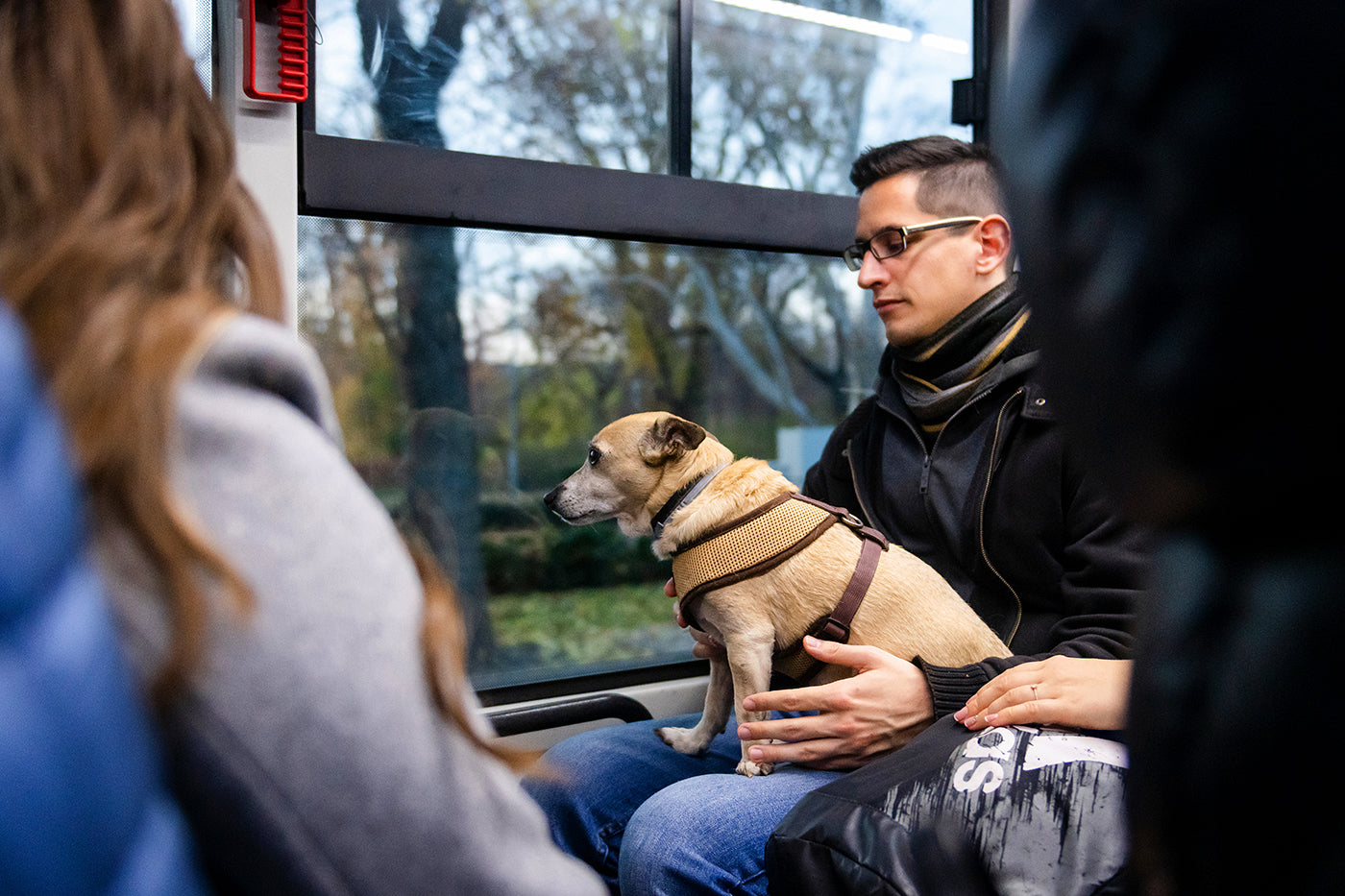 Kutya a margitszigeti buszon #2487