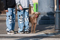 Dog at the zebra #2729