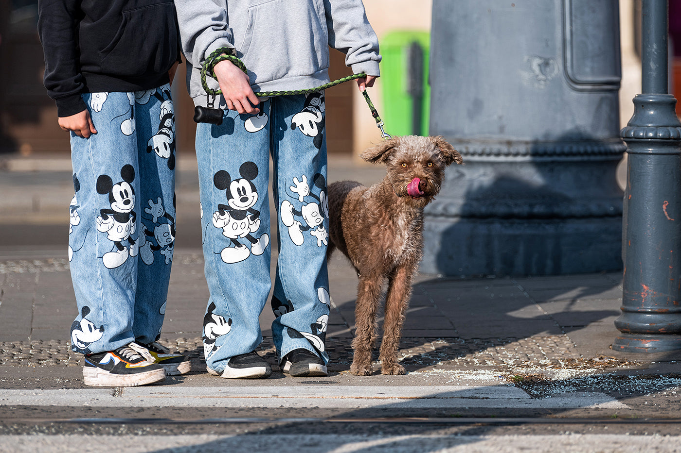 Dog at the zebra #2729
