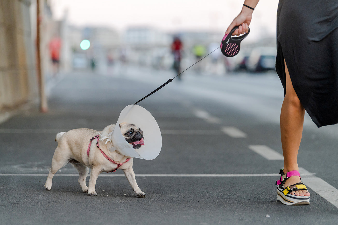 Funnel dog on the lower quay #2832