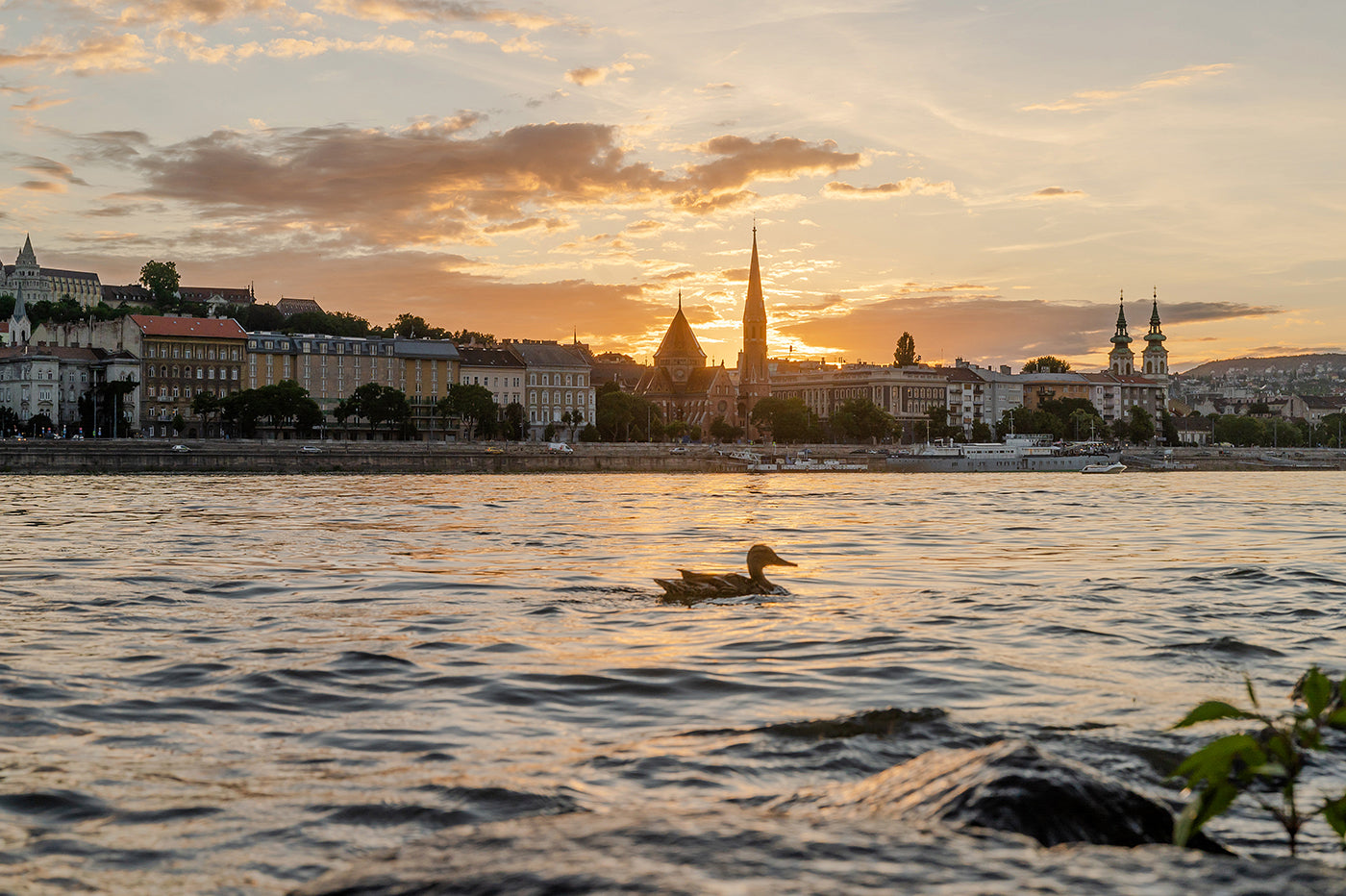 Duck in the Danube #2865