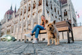 Dog on the Danube Bank near the Parliament #2884