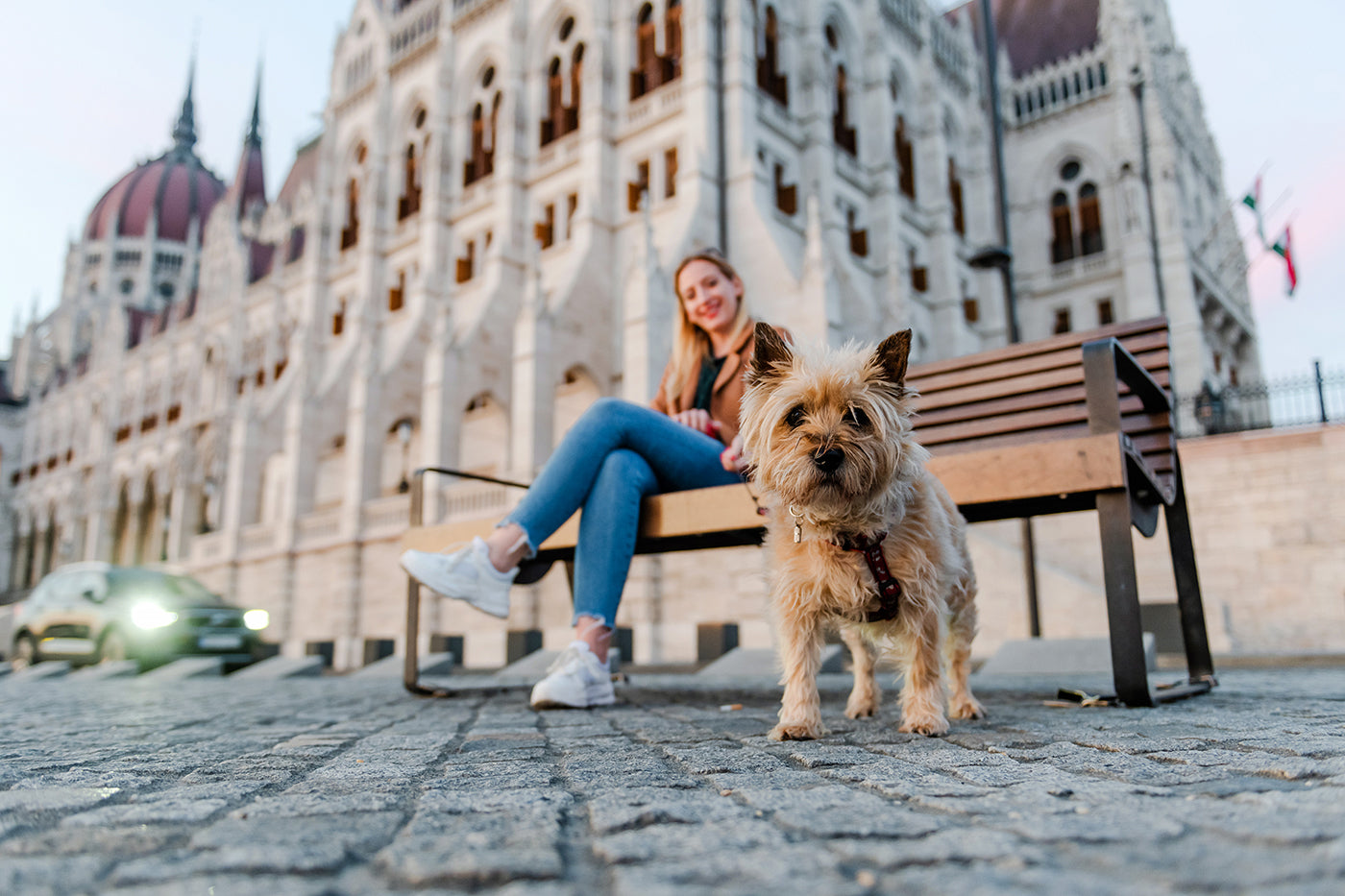 Dog on the Danube Bank near the Parliament #2884
