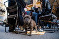 French Bulldog during Anchor #2997