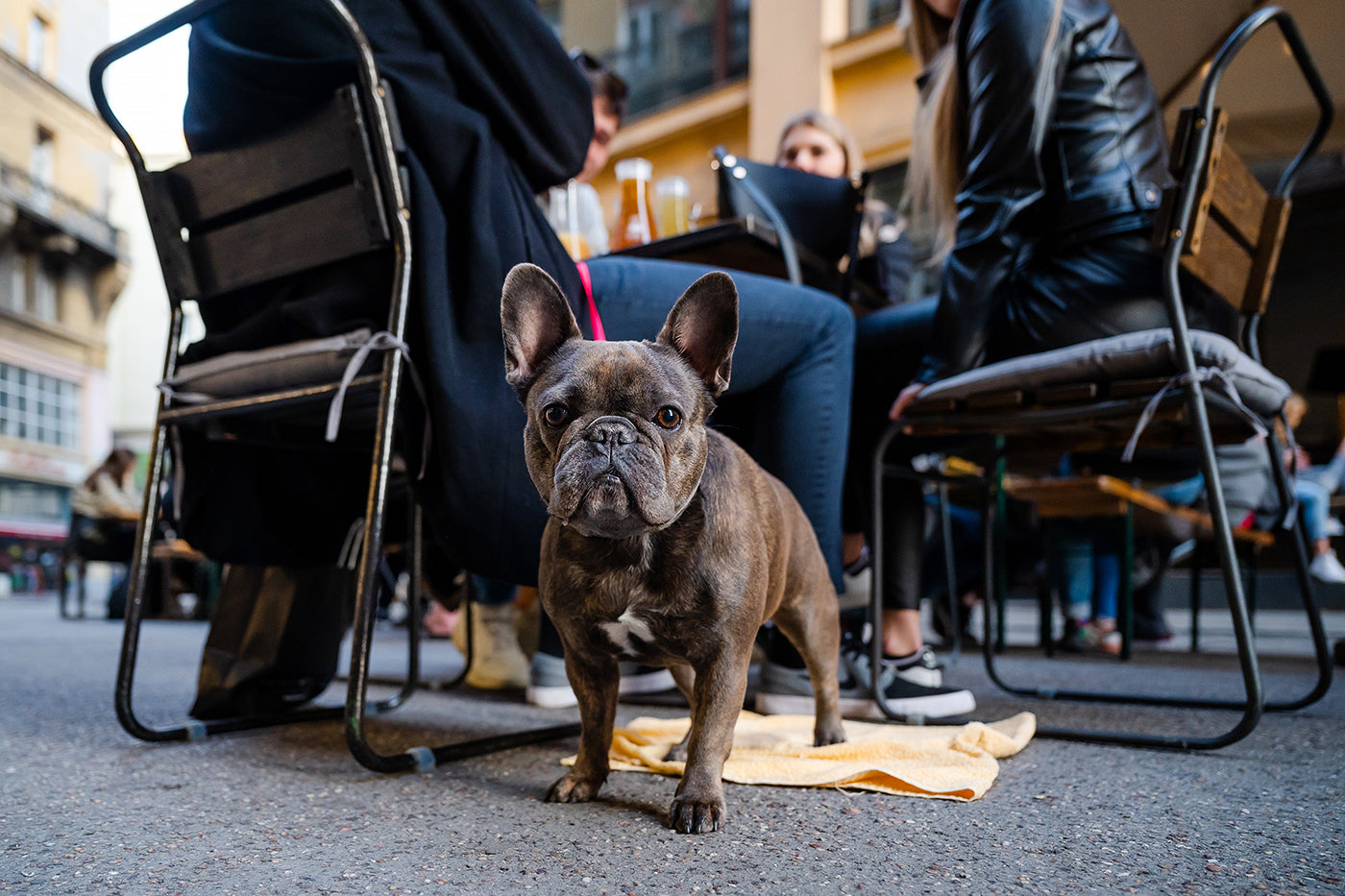 French Bulldog during Anchor #2997