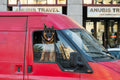 Dog getting some fresh air at Bajcsy #3004