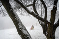 Sledding on Normafa #3061