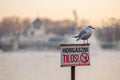 Seagull at the City Park Lake #3123